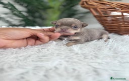 Chihuahua perros en venta: CHIHUAHU LILAC AND TAN - Imagen 12