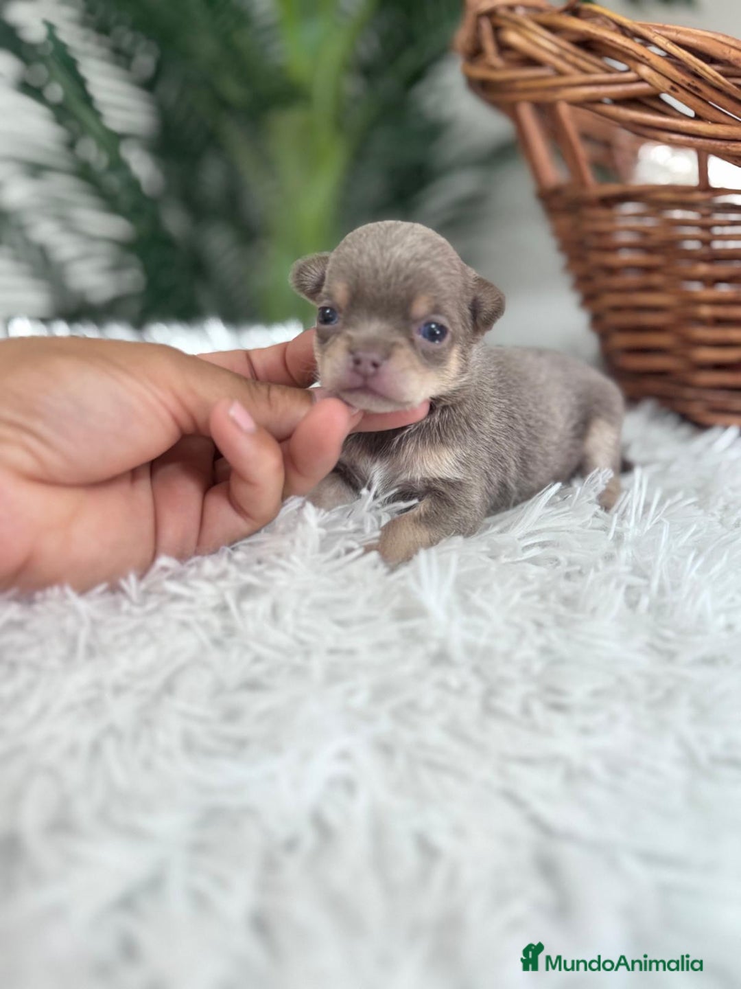 Chihuahua perros en venta: CHIHUAHU LILAC AND TAN - Imagen 12