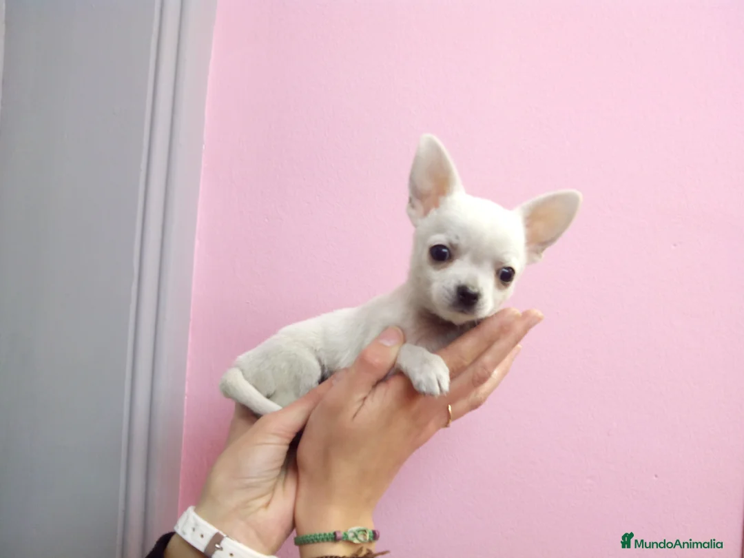 Chihuahua perros en venta: Chihuahuas cachorros en Barcelona - Anuncio 3