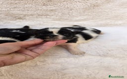 Shih Tzu perros en venta: Shitzu toy 🐾💙💙 - Imagen 9
