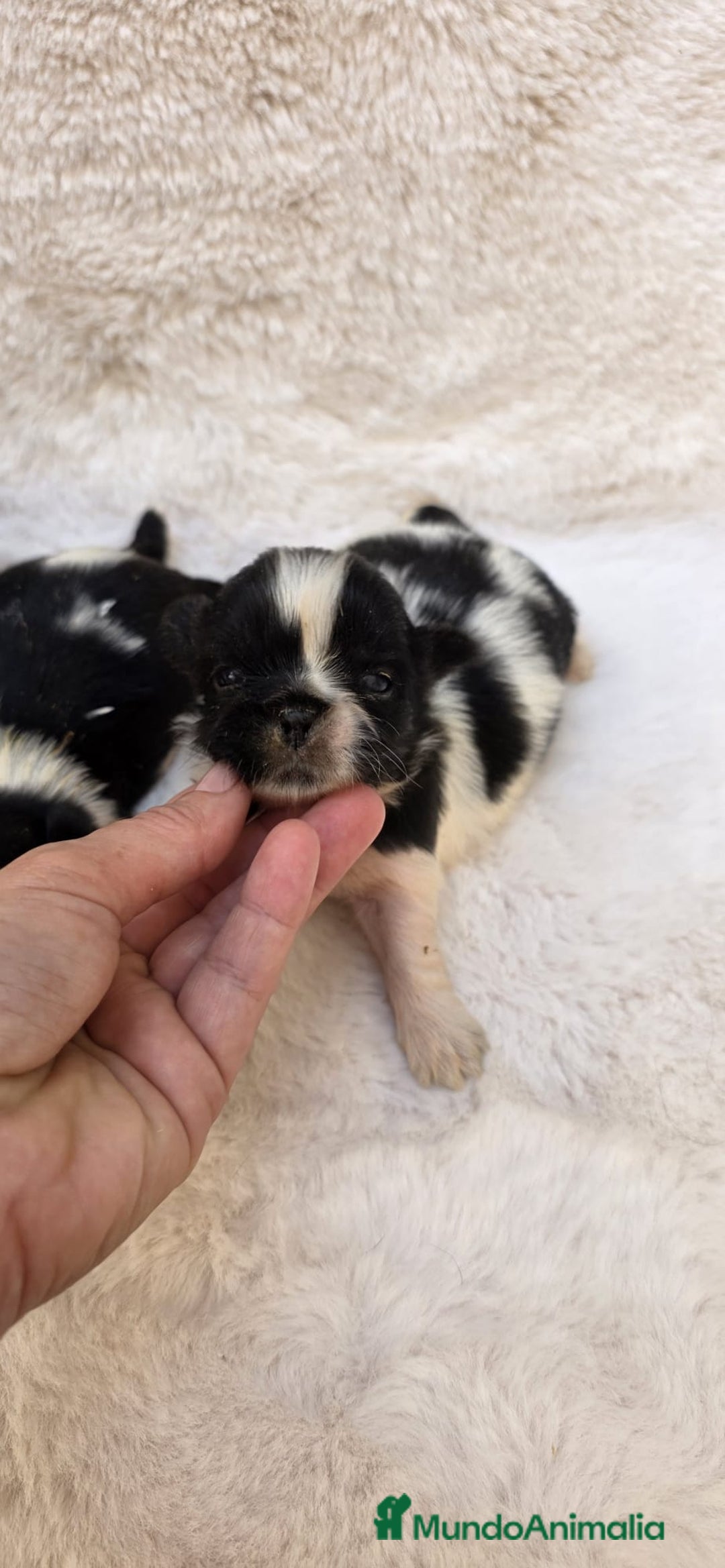 Shih Tzu perros en venta: Shitzu toy 🐾💙💙 - Imagen 9