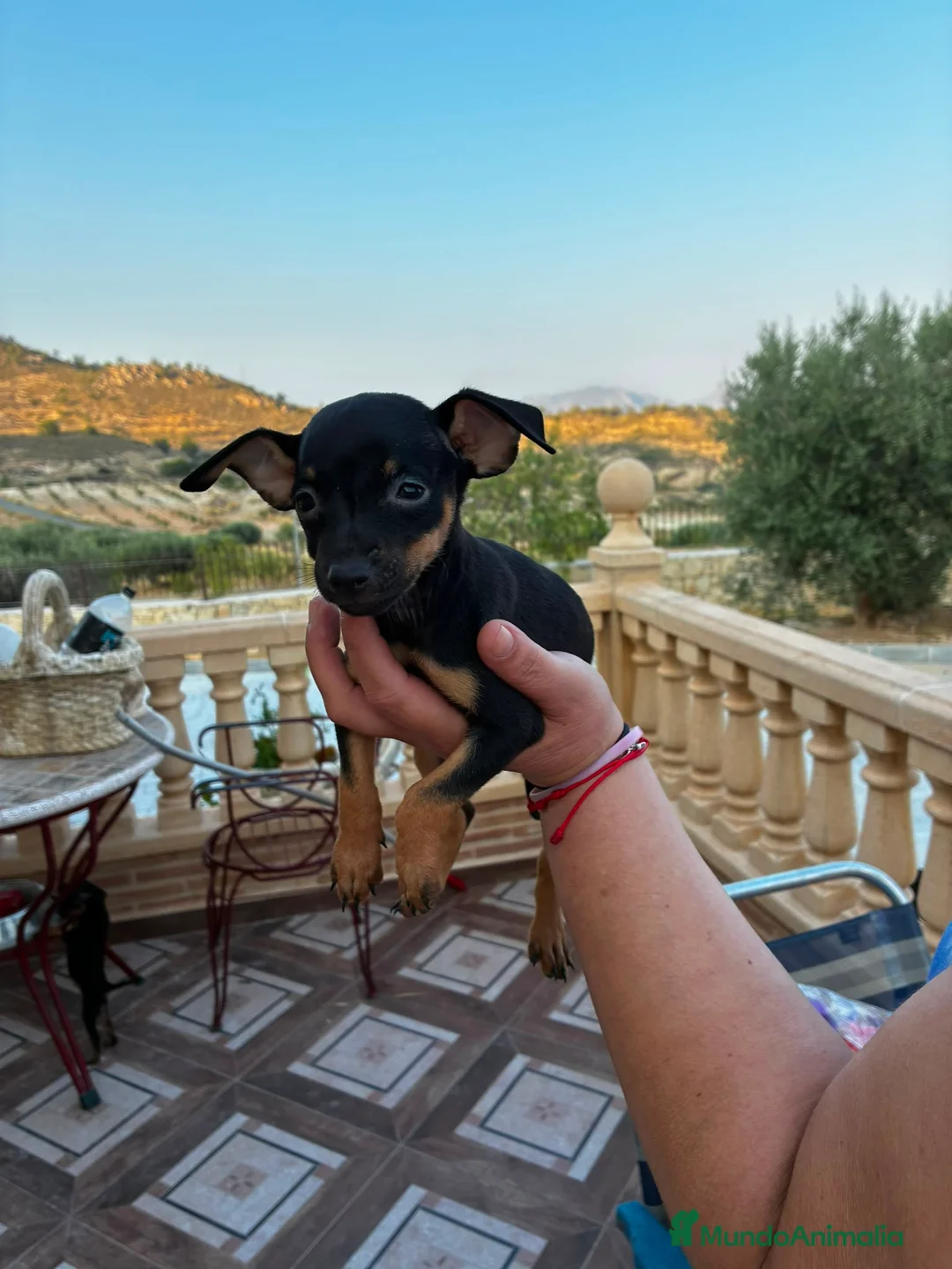 Pinscher Miniatura perros en venta: Mini pincher - Anuncio 2