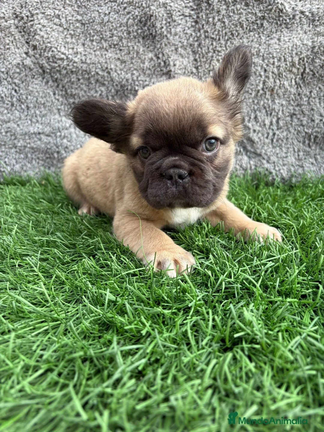 Bulldog Francés perros en venta: Cachorros Bulldog Frances Fluffy macho y hembra - Anuncio 12