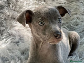 Pequeño Lebrel Italiano perros en Barcelona - Anuncio 14