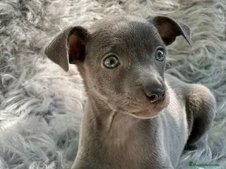 Pequeño Lebrel Italiano perros Piccolo Italiano en Barcelona - Anuncio 36