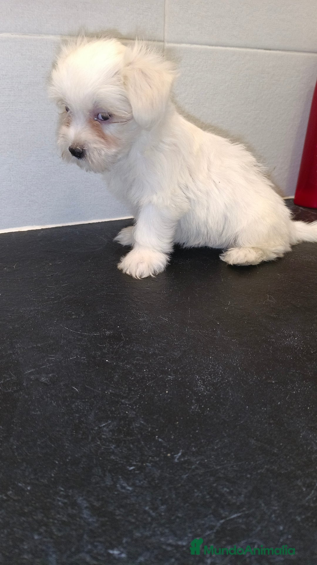 Bichón Maltés perros en venta: Bicho maltes macho  - Imagen 2