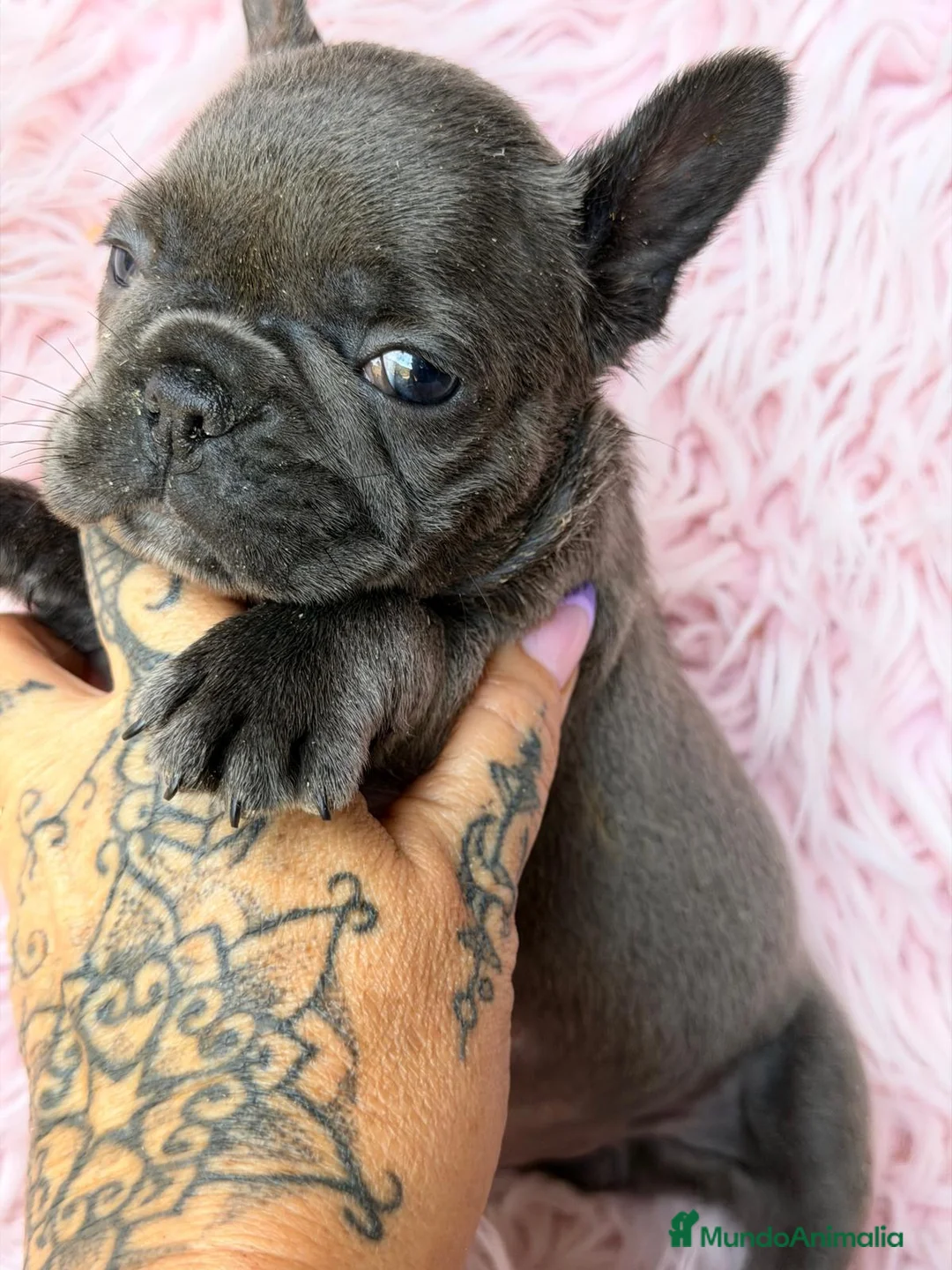 Bulldog Francés perros en venta: BULLDOG FRANCÉS BLUE - Anuncio 10