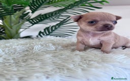 Chihuahua perros en venta: CHIHUAHUA MACHO-OJOS AZULES - Imagen 10