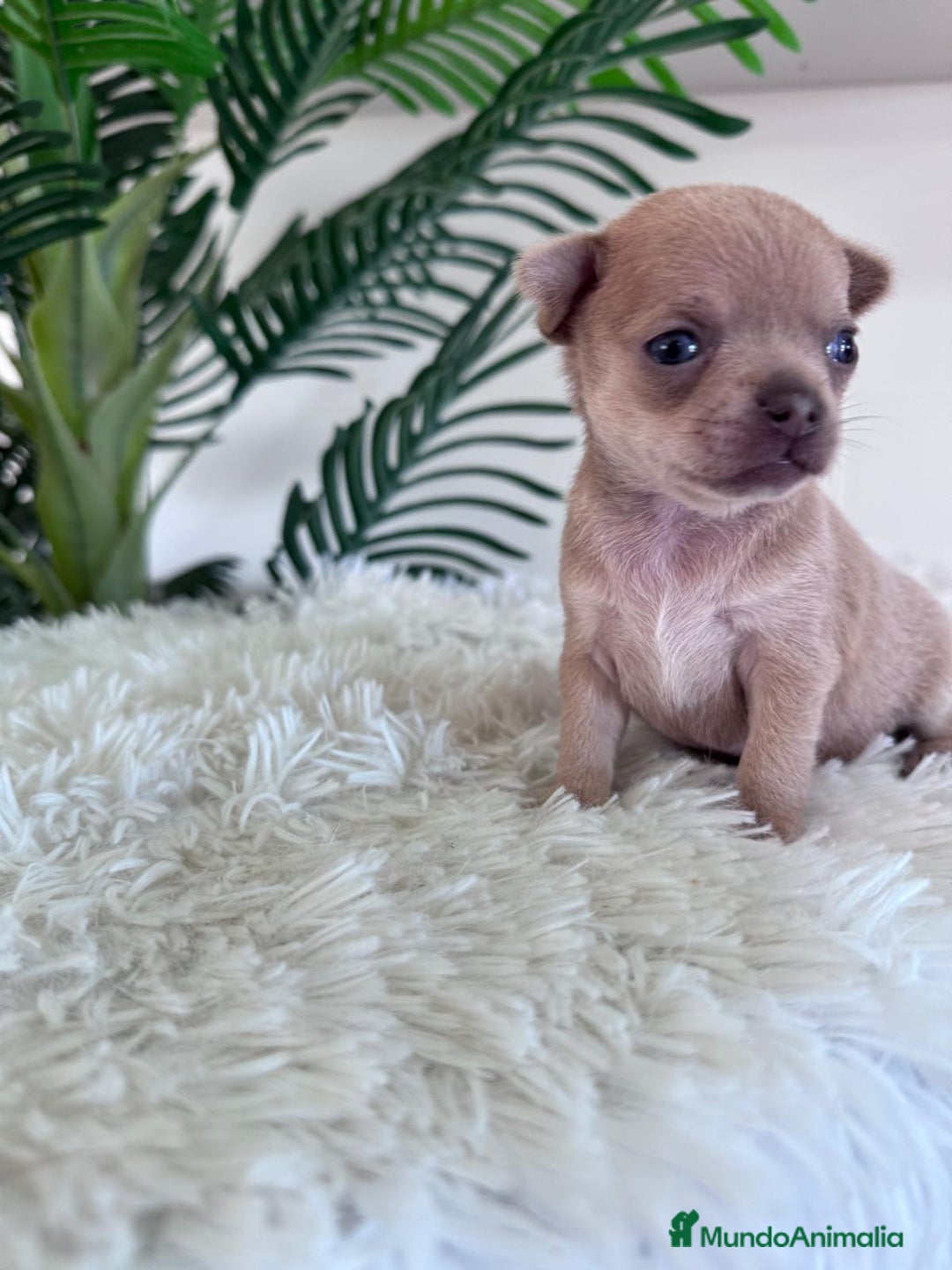 Chihuahua perros en venta: CHIHUAHUA MACHO-OJOS AZULES - Imagen 10