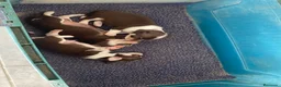Chihuahua perros en venta: Chihuahuas lilac y más  - Anuncio 2