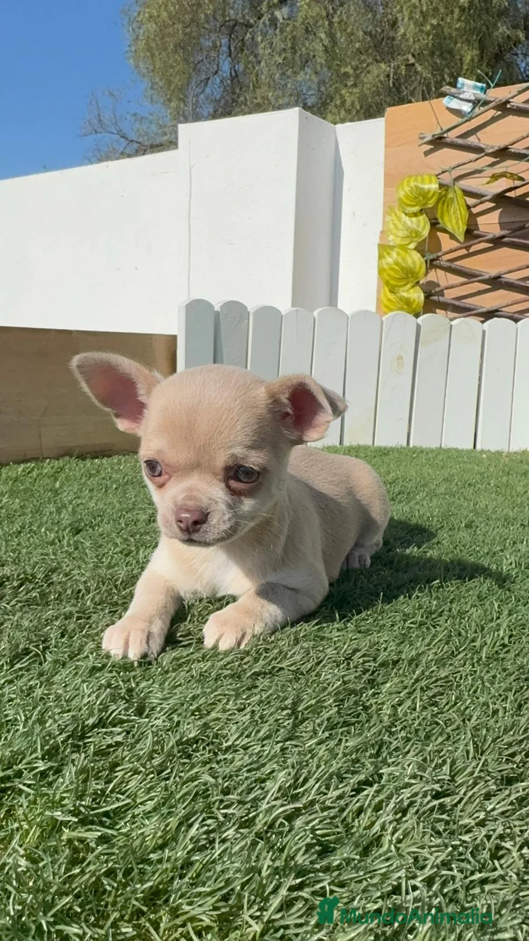 Chihuahua perros en venta: CHIHUAHUA HEMBRA - Anuncio 1