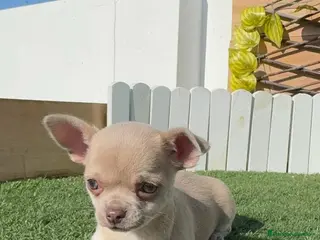 Chihuahua perros CHIHUAHUA HEMBRA - Anuncio 2