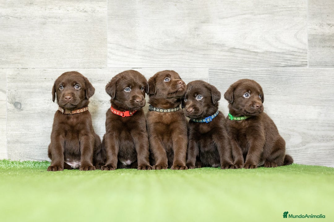 Labrador Retriever perros en venta: LABRADOR CHOCOLATE DISPONIBLE  - Imagen 1