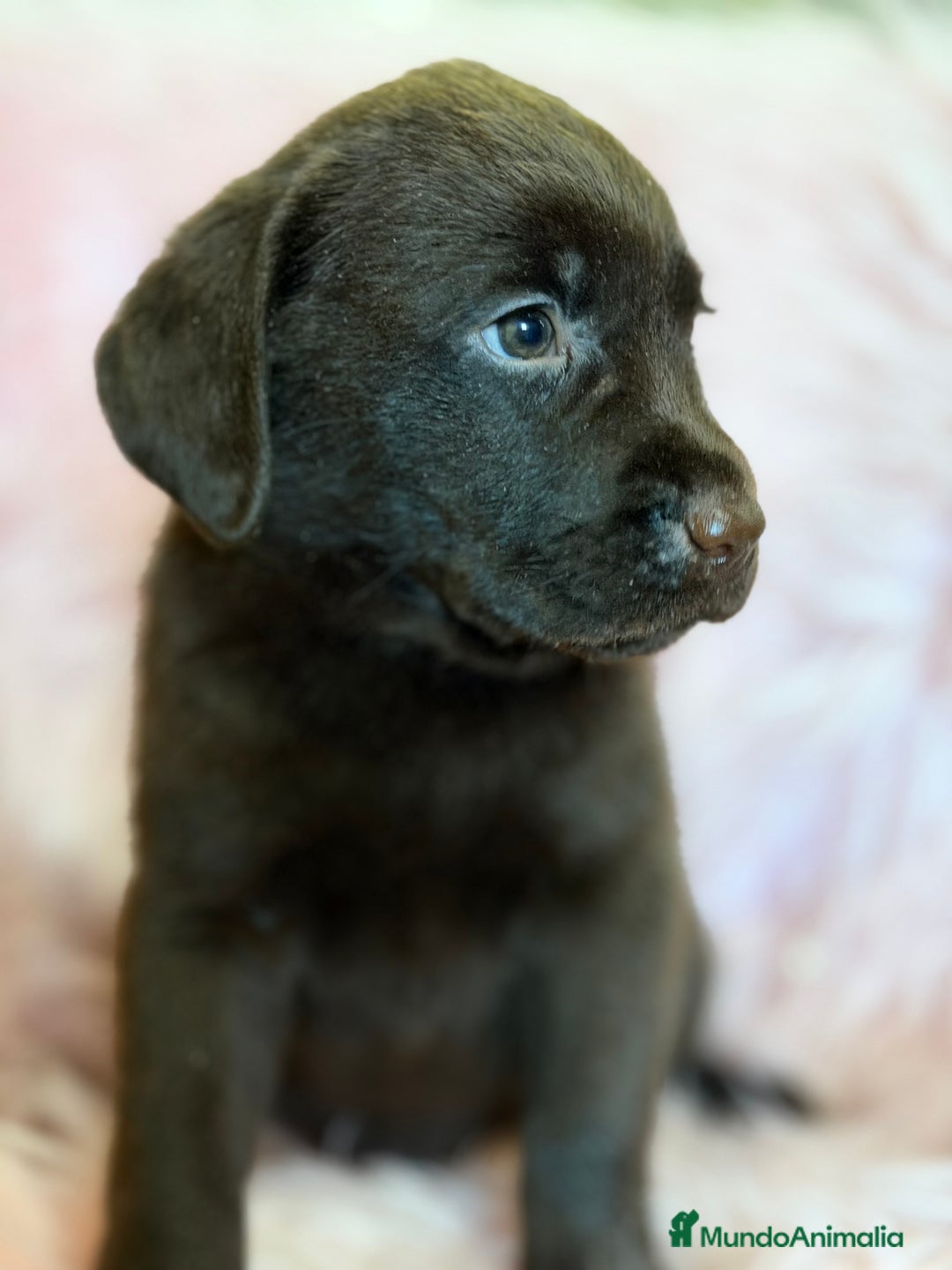 Labrador Retriever perros en venta: Labrador chocolate hembra  - Anuncio 5