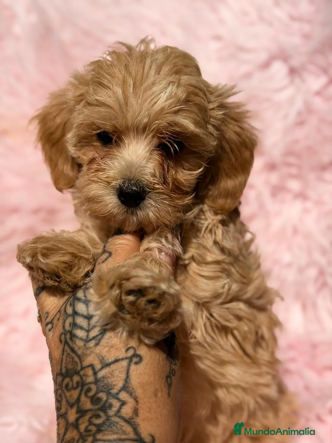 Maltipoo perros en venta: Preciosa maltipoo - Anuncio 1