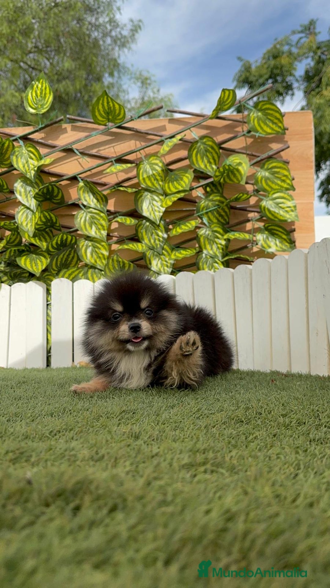 Pomerania perros en venta: POMERANIA HEMBRA LISTA PARA ENTREGAR - Imagen 7