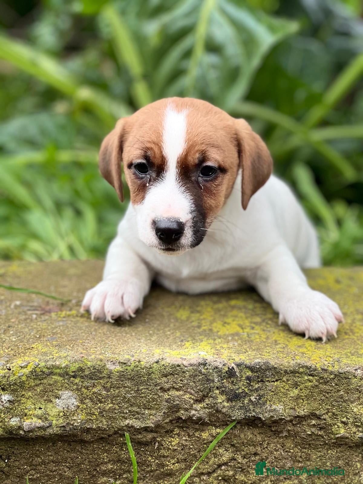 Jack Russell Terrier perros Jack russell en Barcelona - Anuncio 2