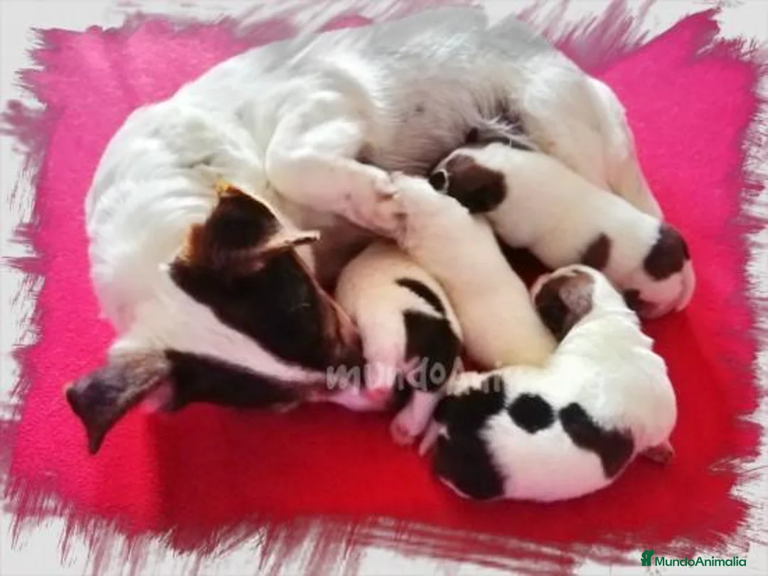 Imagen de galería {{count}}