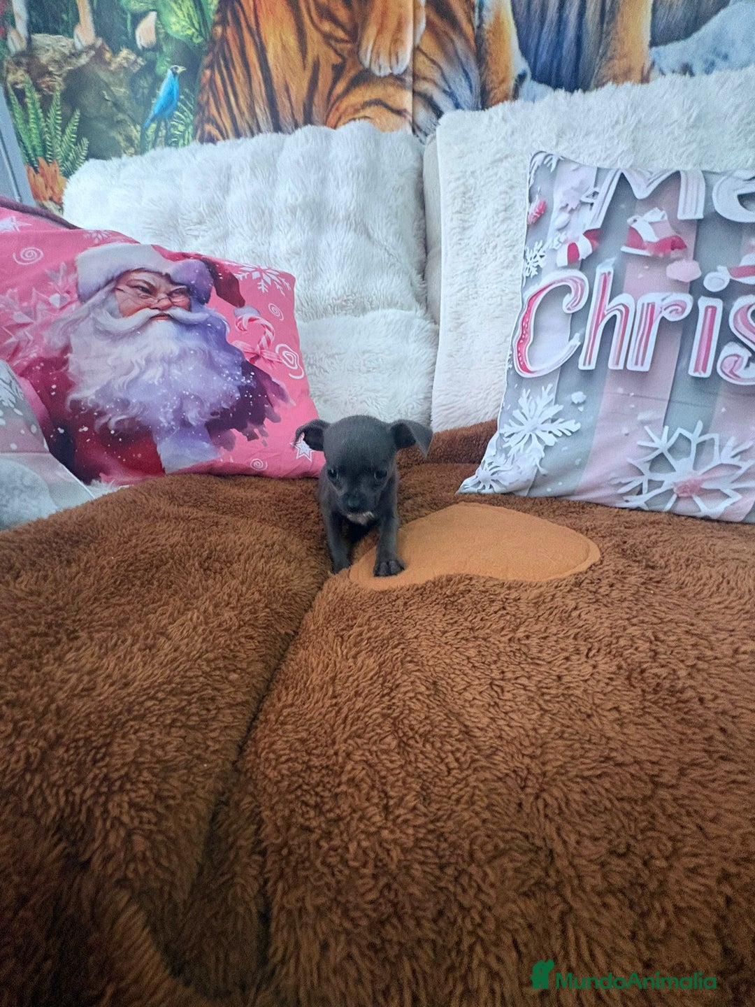 Chihuahua perros en venta: Chihuahua mini toy blue - Anuncio 9