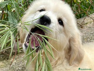 Golden Retriever perros PRECIOSOS GOLDEN DISPONIBLES en Barcelona - Anuncio 22