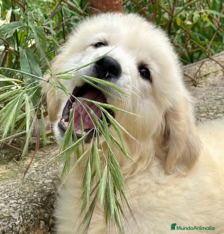 Golden Retriever perros en Barcelona - Anuncio 11