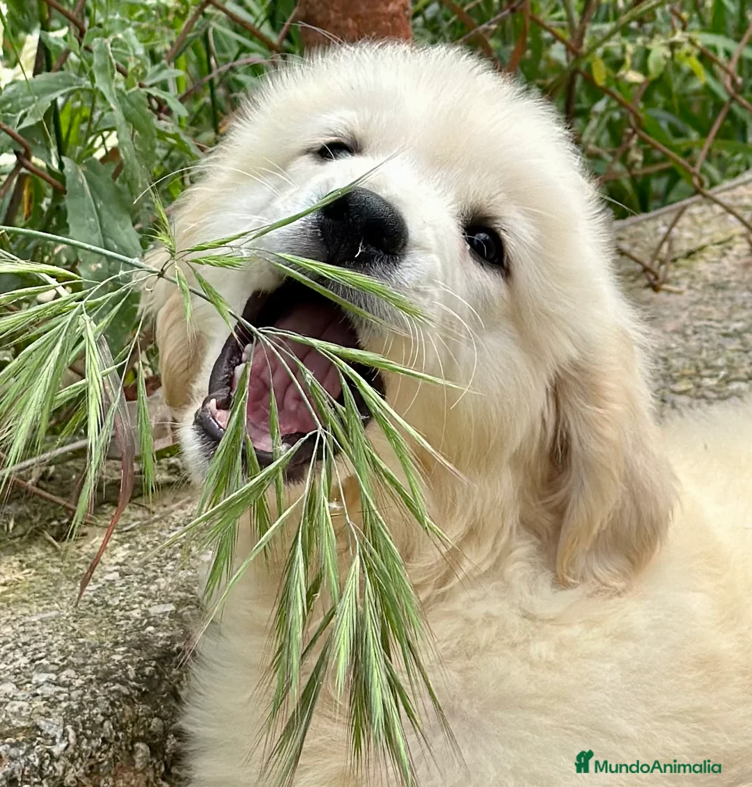Golden Retriever perros en venta: PRECIOSOS GOLDEN DISPONIBLES en Barcelona - Anuncio 1