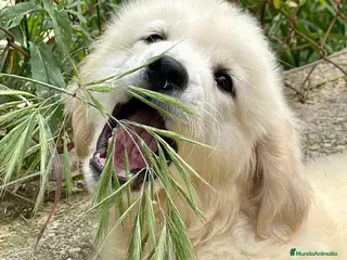 Golden Retriever perros PRECIOSOS GOLDEN DISPONIBLES en Barcelona - Anuncio 8