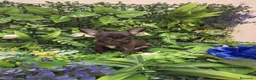 Chihuahua perros en venta: Cachorros chihuahua  - Anuncio 8