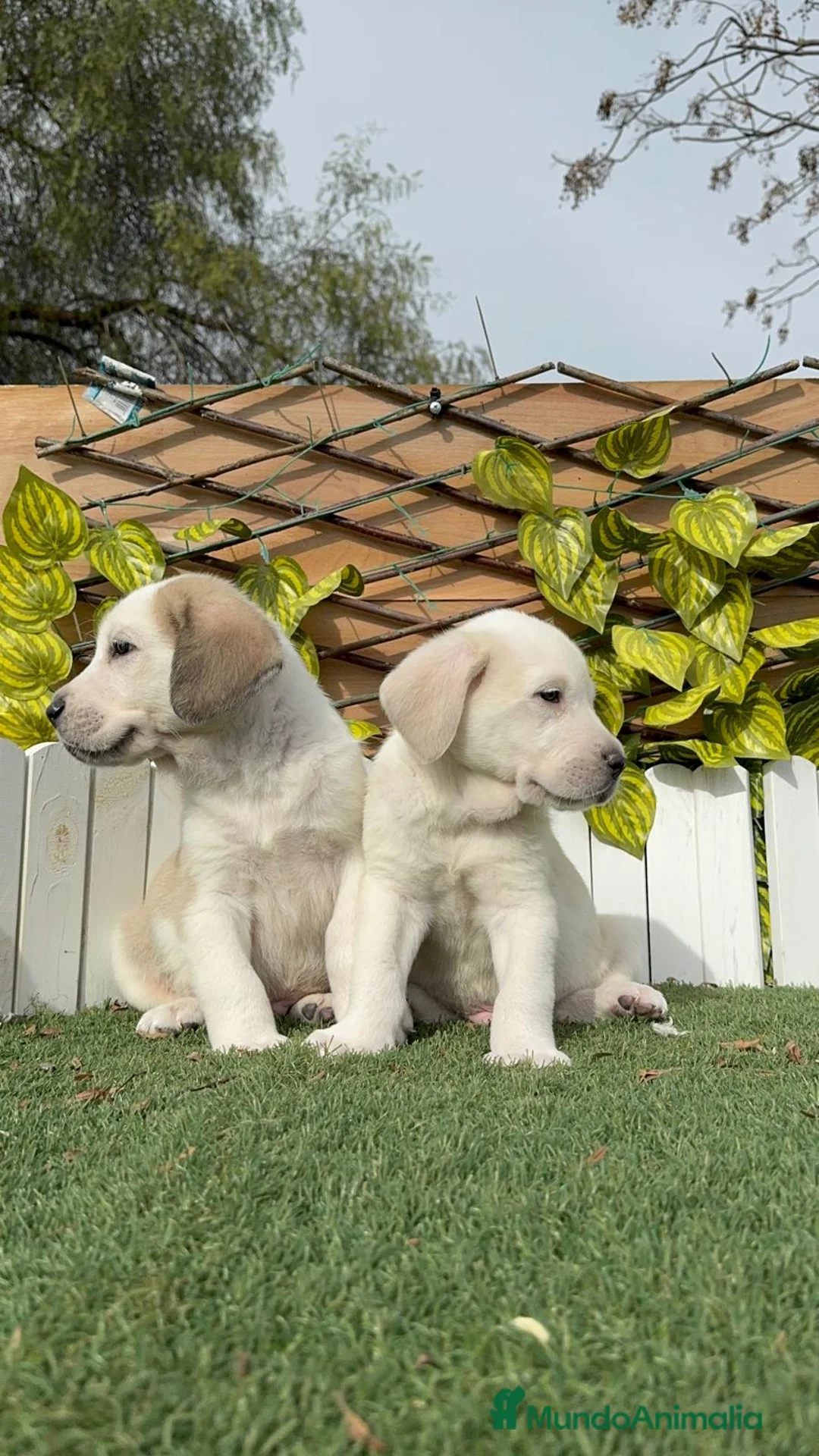 Mastín Español perros en venta: MASTIN ESPAÑOL MACHO - Anuncio 6