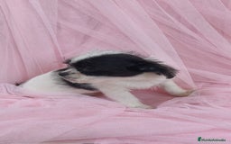Raza Mixta perros en venta: Maltichi Bichón maltes y chihuahua ♂️ - Imagen 6