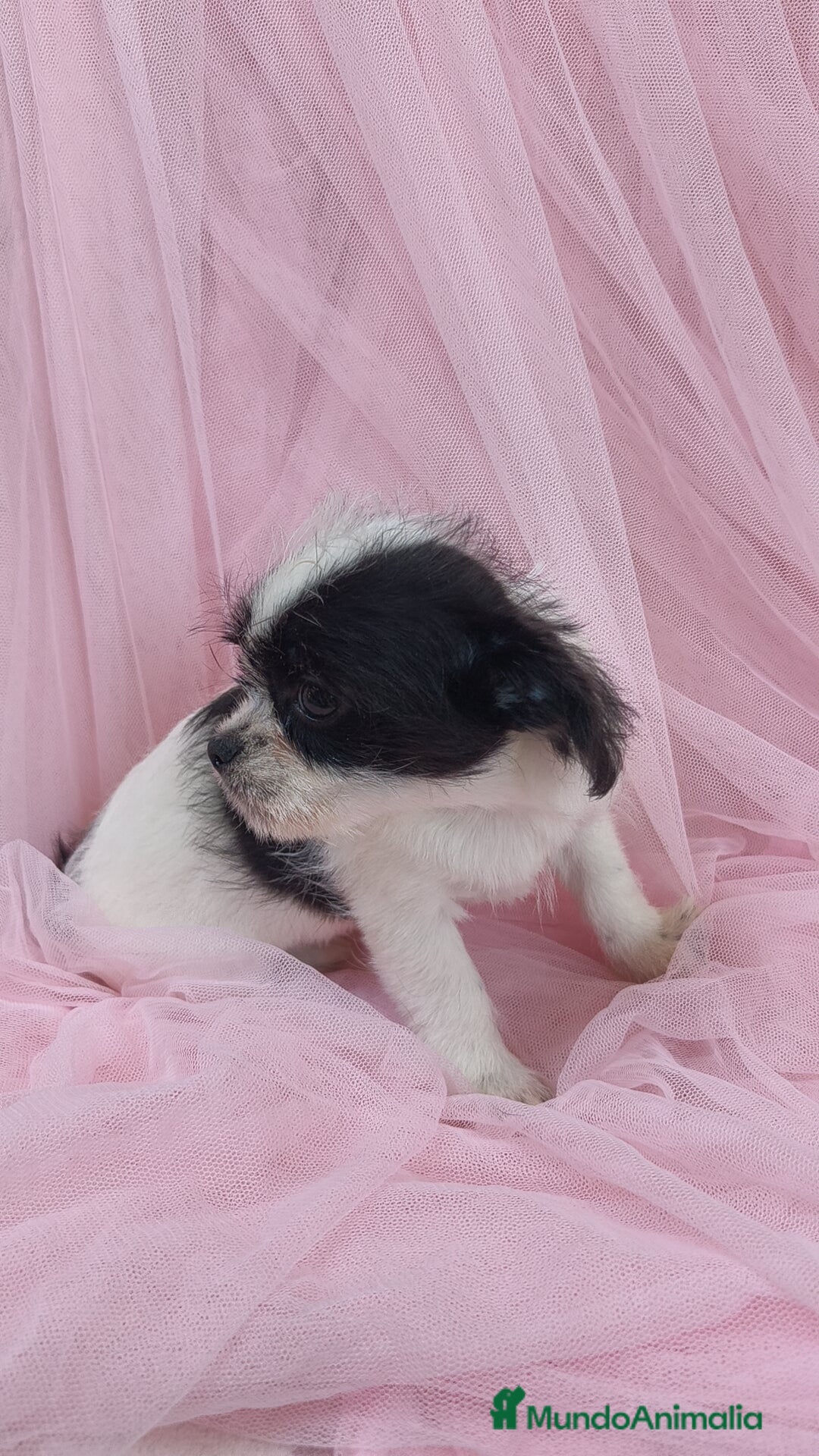 Raza Mixta perros en venta: Maltichi Bichón maltes y chihuahua ♂️ - Imagen 6