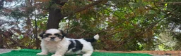 Shih Tzu perros en venta: Hembrita de shih tzu - Anuncio 6
