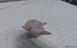 Mau Egipcio gatos en venta: GATO EGIPCIO  - Imagen 5