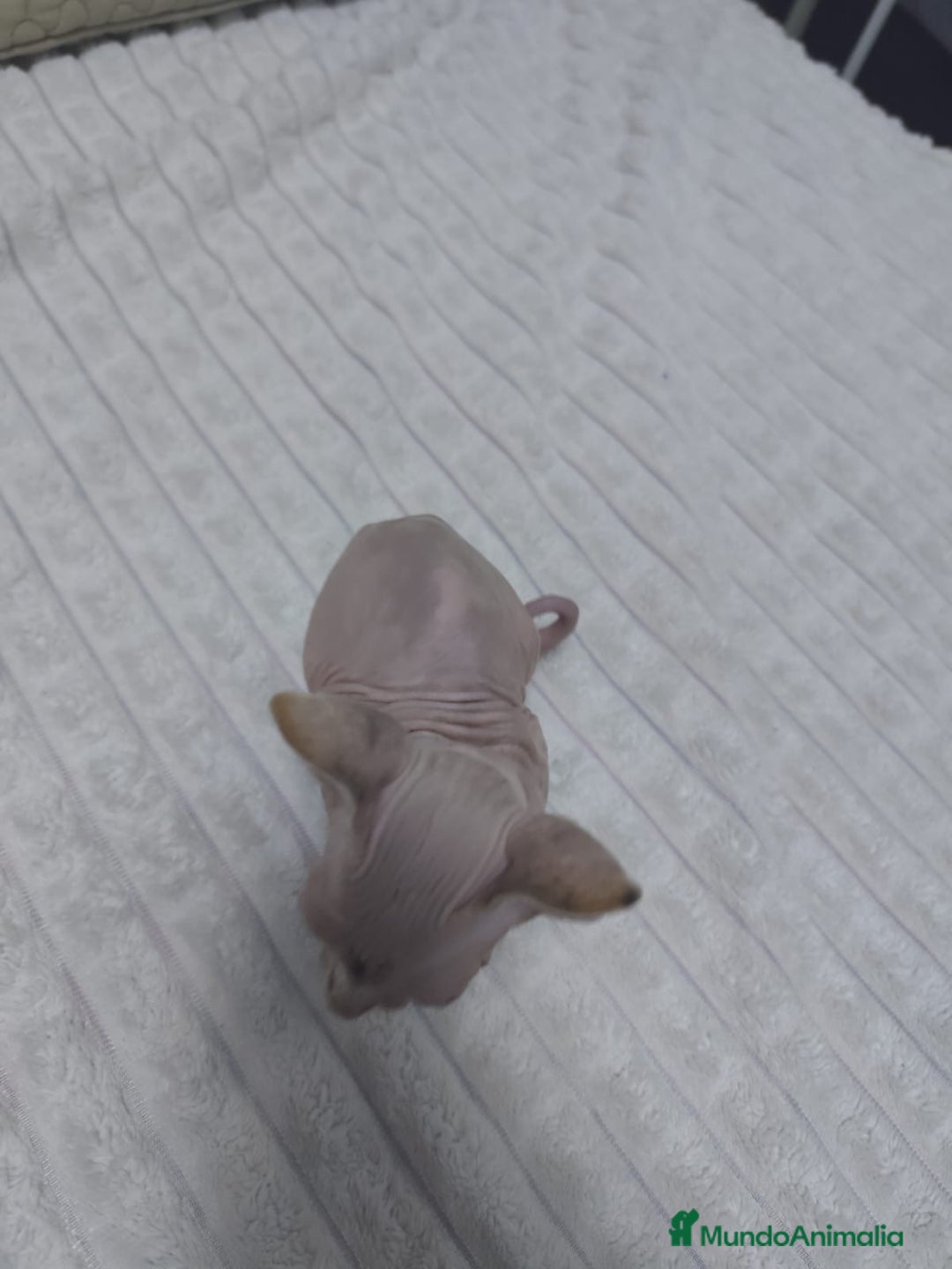 Mau Egipcio gatos en venta: GATO EGIPCIO  - Imagen 5