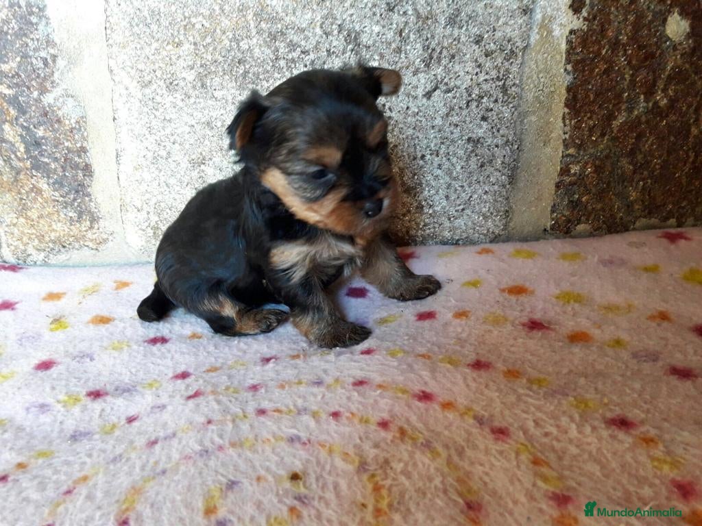 Yorkshire Terrier perros YORKSHIRE TOY IMPRESIONANTE  - Anuncio 1