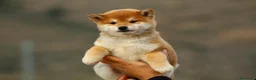 Shiba Inu perros en venta: 🤍 PRECIOSOS SHIBA INU ✨ en Alicante - Anuncio 7