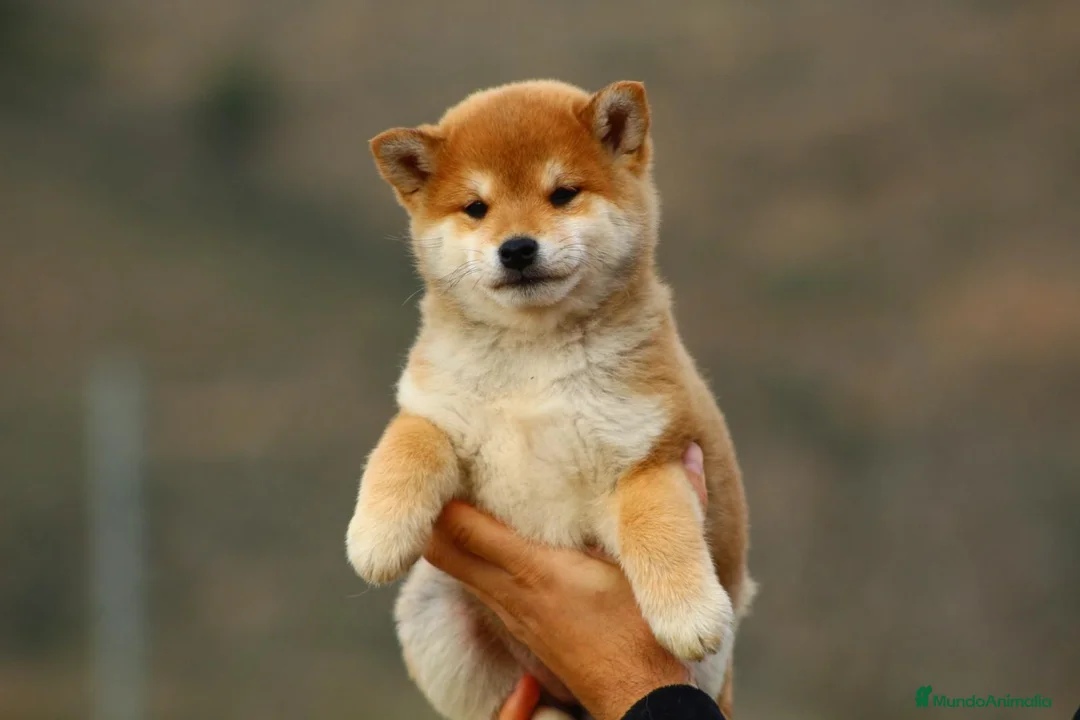 Shiba Inu perros en venta: 🤍 PRECIOSOS SHIBA INU ✨ en Alicante - Anuncio 7