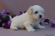 Bichón Maltés Cachorro 6