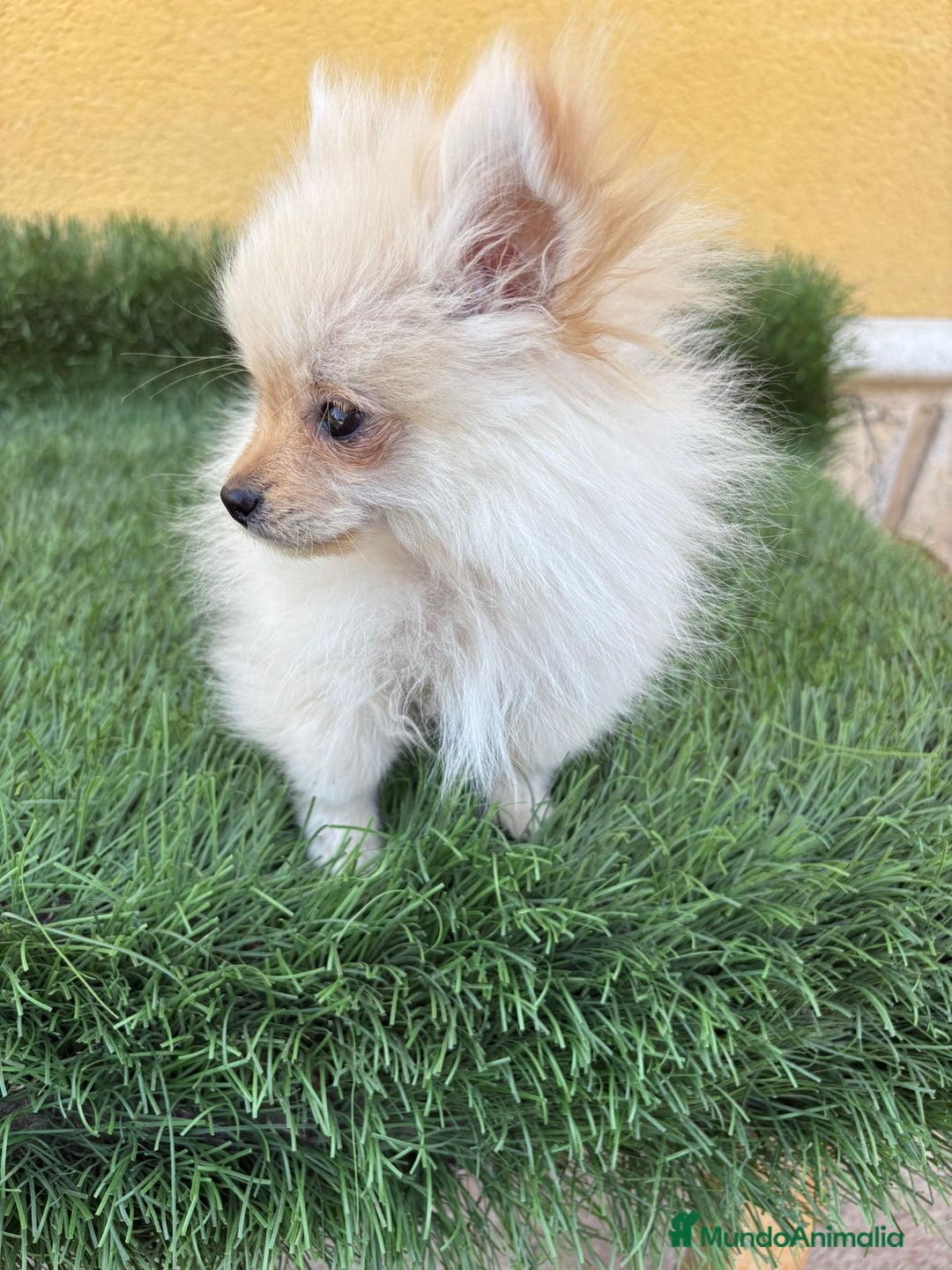 Pomerania perros en venta: Lulu de Pomerania micro toy macho - Imagen 8