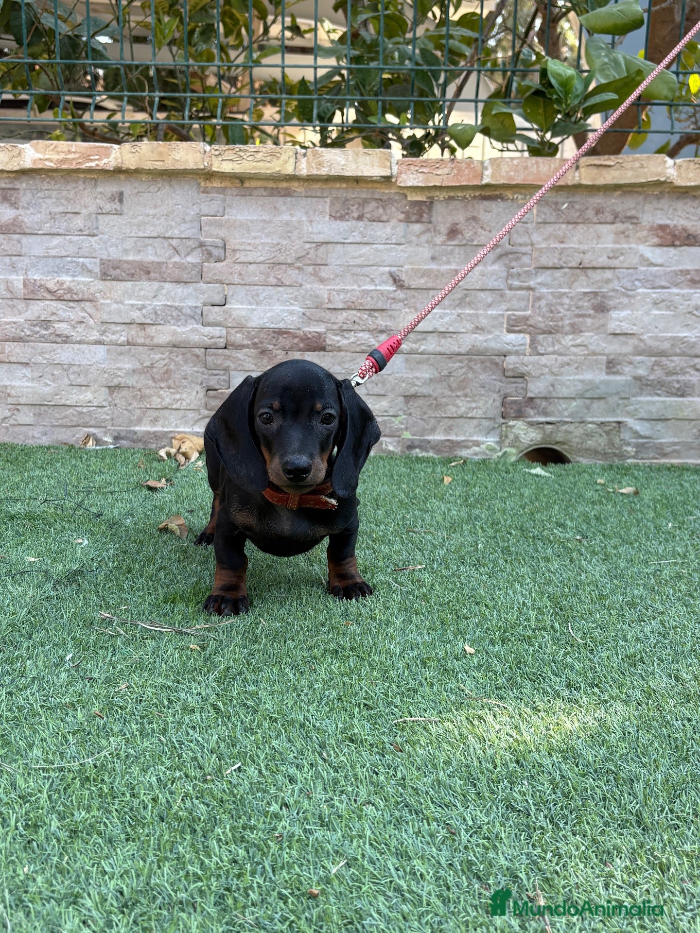 Teckel perros Cachorro teckel  - Anuncio 1