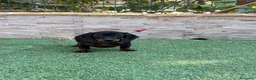 Teckel perros en venta: Cachorro teckel  - Anuncio 1