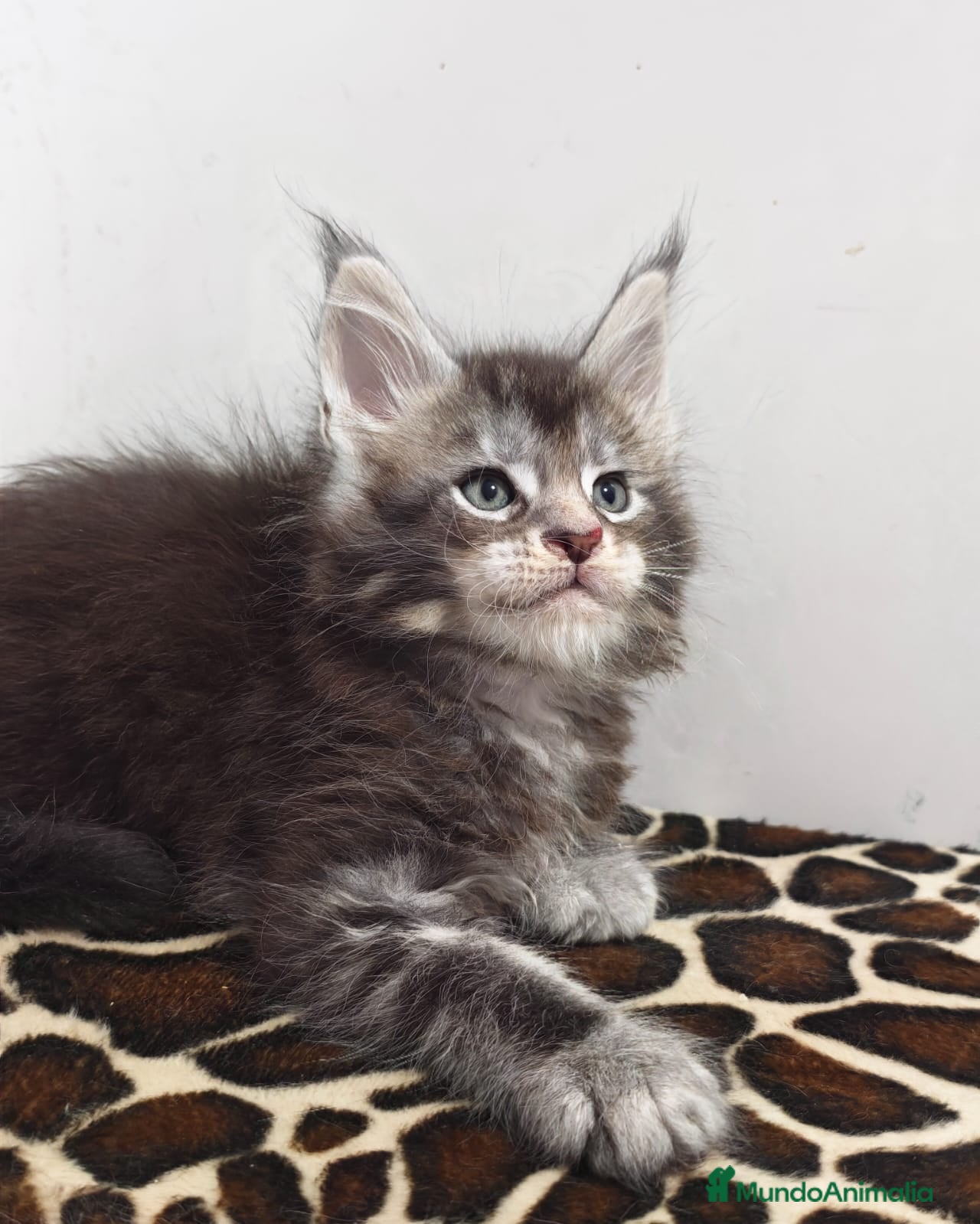 Maine Coon gatos Macho de maine coon - Anuncio 4