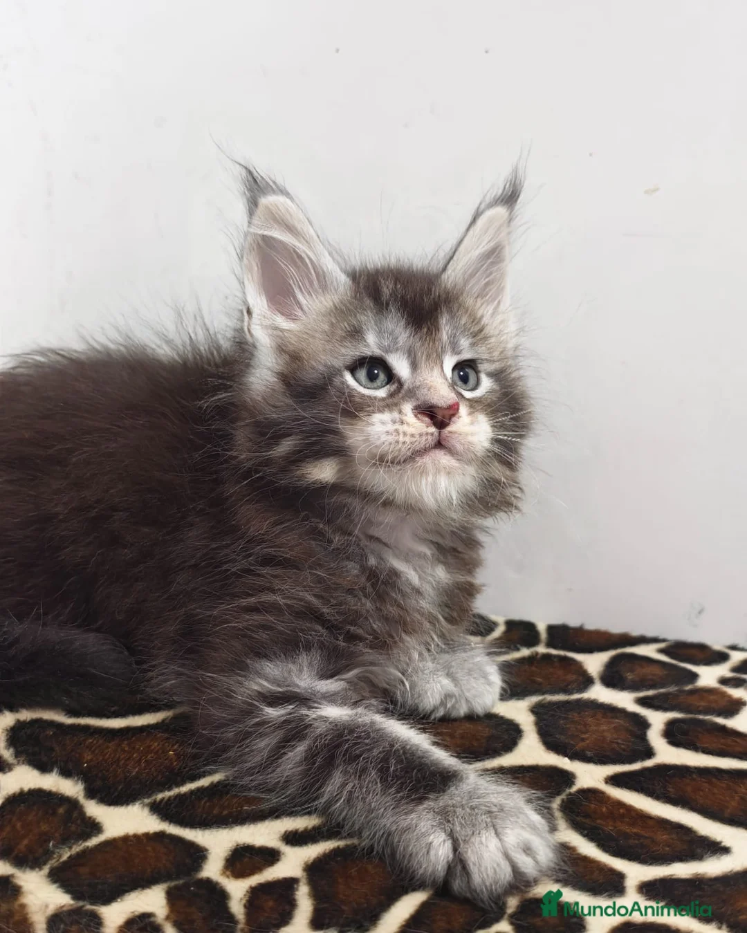 Maine Coon gatos en venta: Macho de maine coon - Anuncio 1