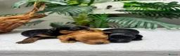Cocker Spaniel Inglés perros en venta: COCKER SPANIEL INGLES - Anuncio 8