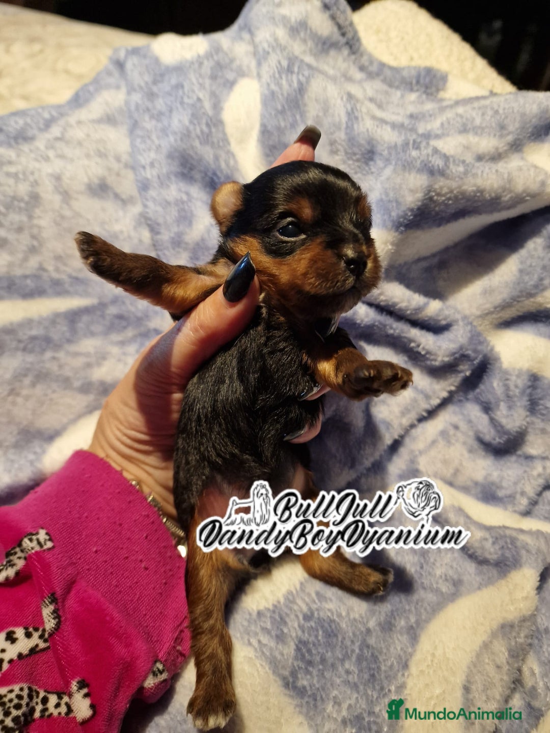 Yorkshire Terrier perros en venta: Disponible en Vizcaya - Imagen 8