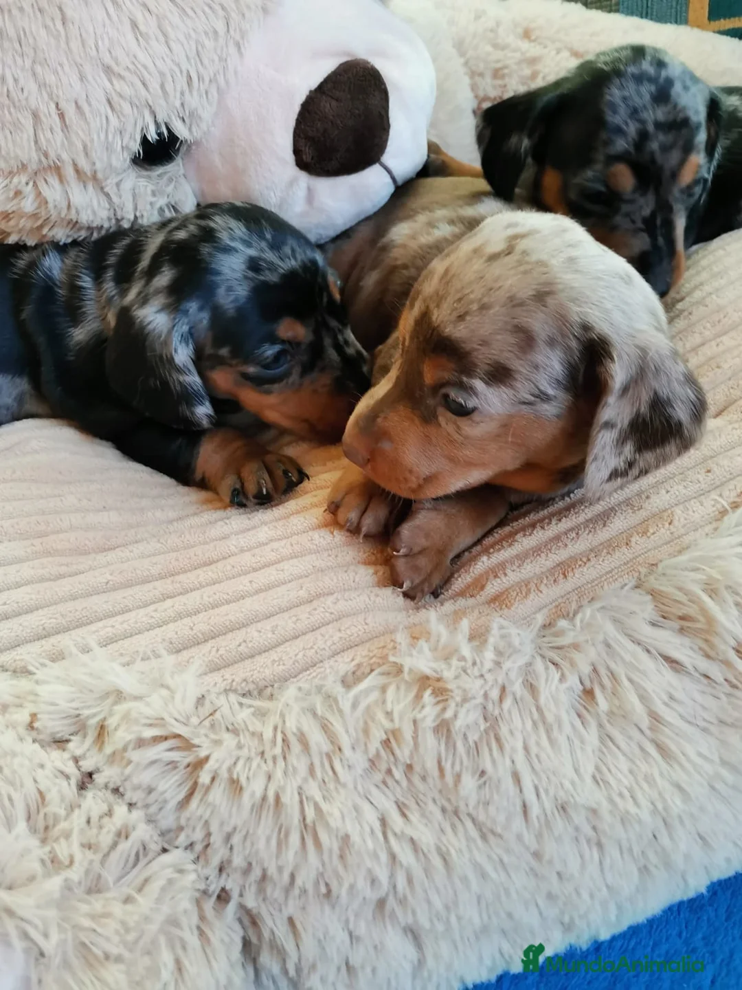 Teckel perros en venta: Bebés Teckels Arlequines  - Anuncio 2