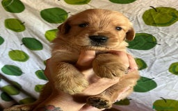 Goldendoodle perros en venta: Goldendoodle  - Imagen 2