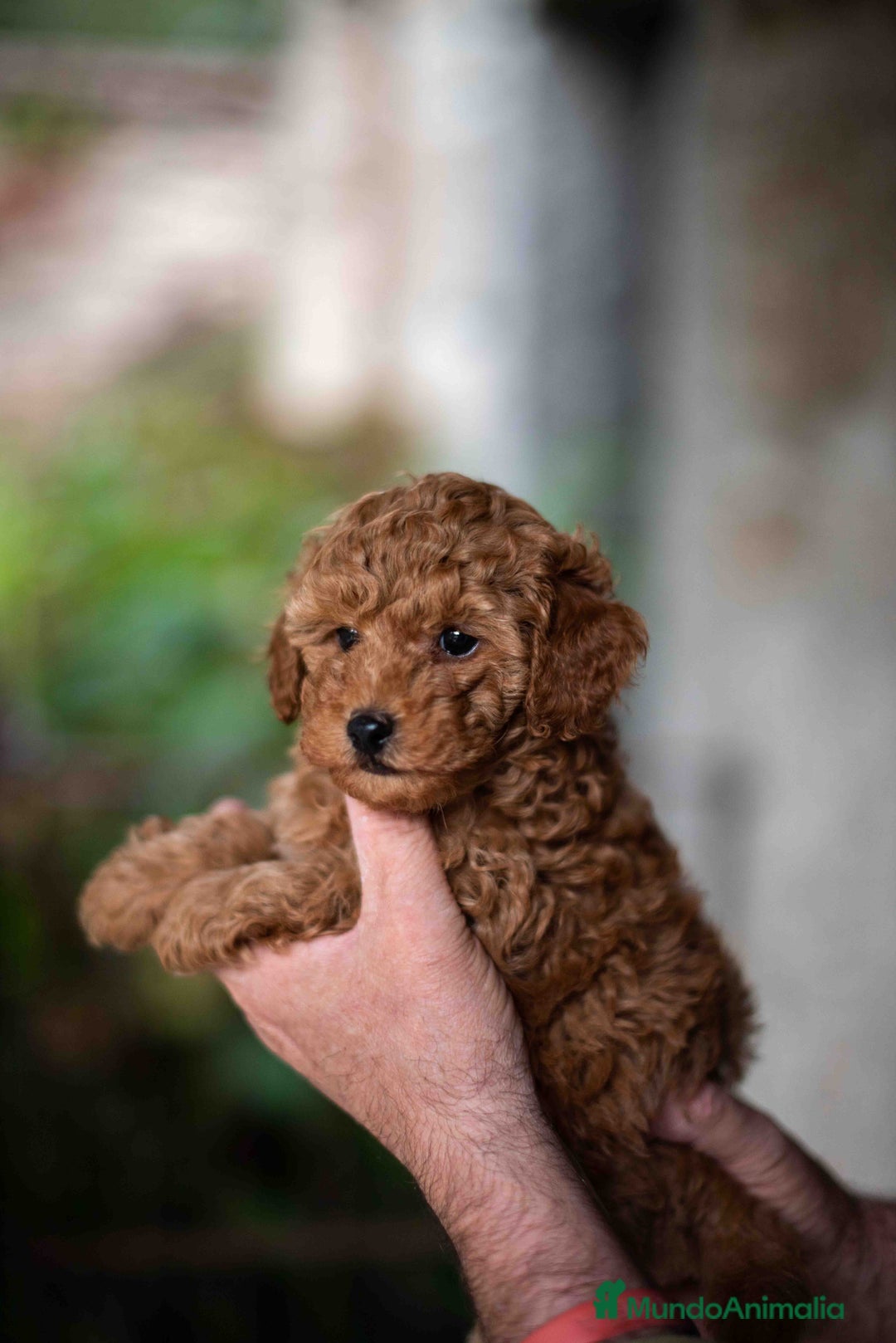 Caniche Toy perros en venta: caniche toy macho - Imagen 4