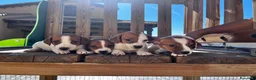 Jack Russell Terrier perros en venta: Jack russell  - Anuncio 3