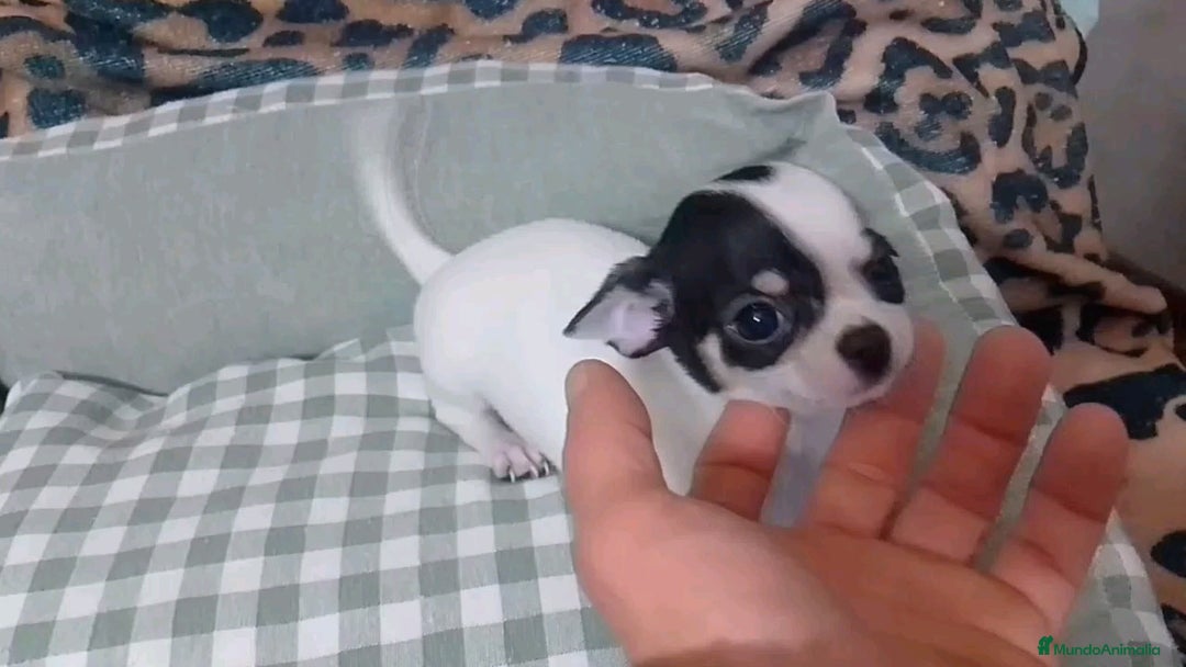 Chihuahua perros en venta: 🐾 CHIHUAHUA MINI –  · CRIADERO SELECTO - Anuncio 1